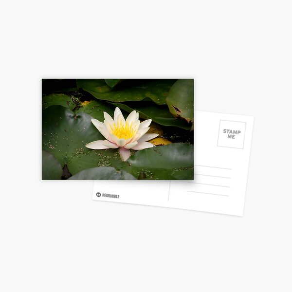 Water Lily - Royal Botanic Gardens Melbourne Postcard