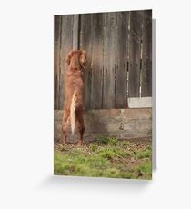 curiousity Greeting Card