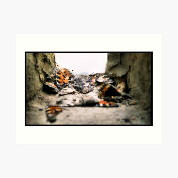 Aglais Urticae Art Print
