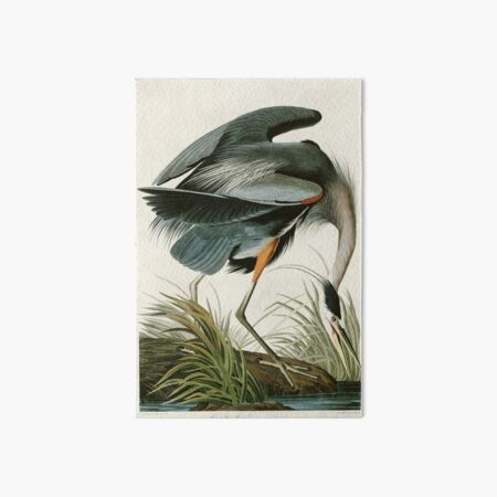 Great blue Heron - John James Audubon's Birds of America Print Art Print Art Board Print