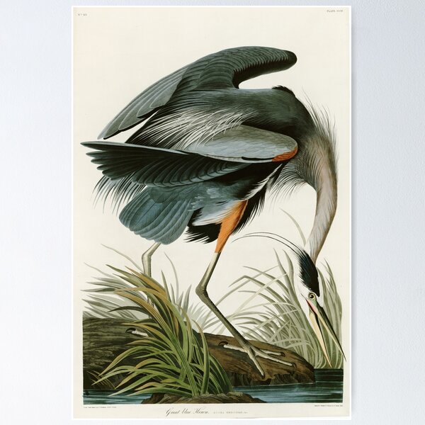 Item preview, Great blue Heron - John James Audubon's Birds of America Print Art Print designed and sold by Vintage Wall Art.
