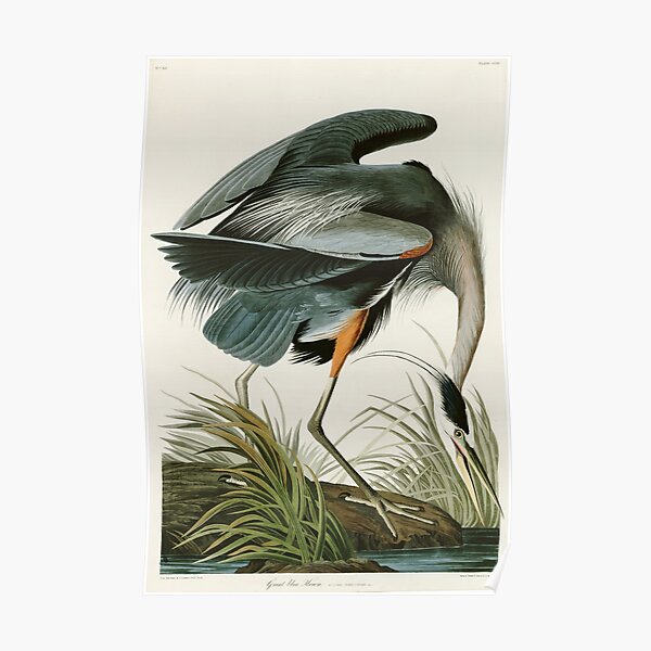 Buy Blue Jay Art Print Black and White Bird Art Printable Blue Online in  India 