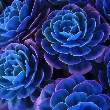Artwork thumbnail, Succulents by racer0220