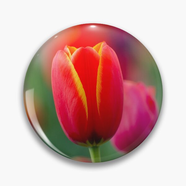 Item preview, A beautiful single fiery red tulip designed and sold by DesignBoard Photography.