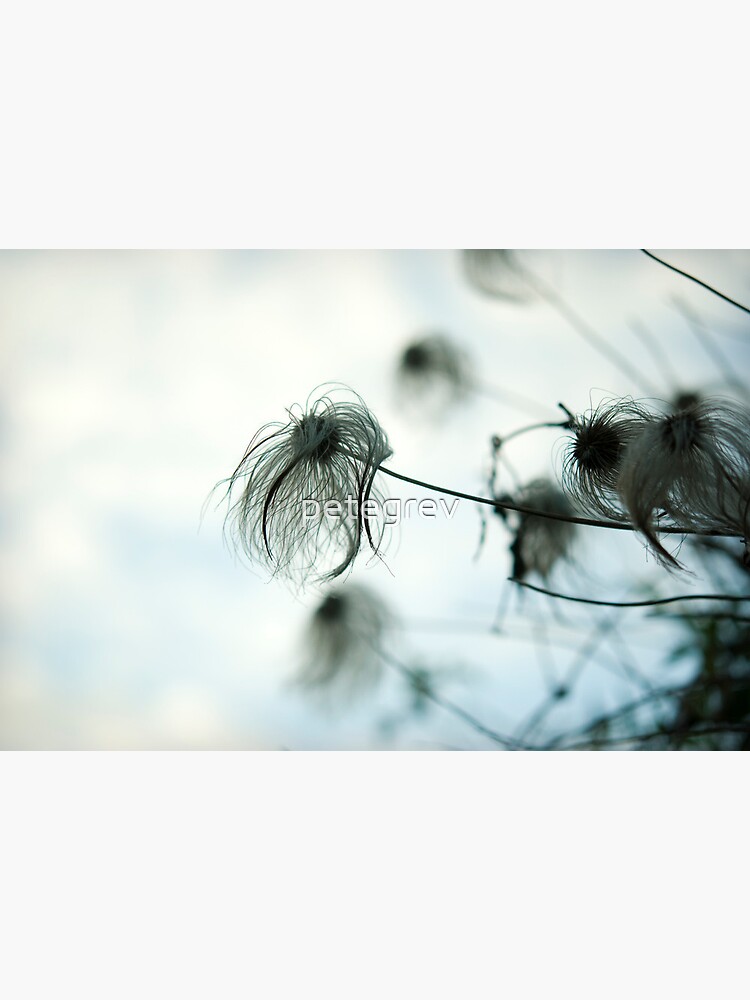 Day 269 - 4th April 2012 by petegrev