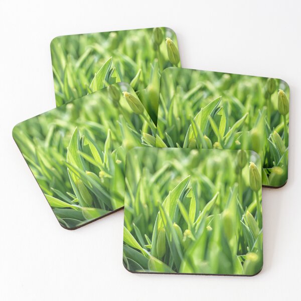 Item preview, Green tulip leaves and buds designed and sold by DesignBoard Photography.