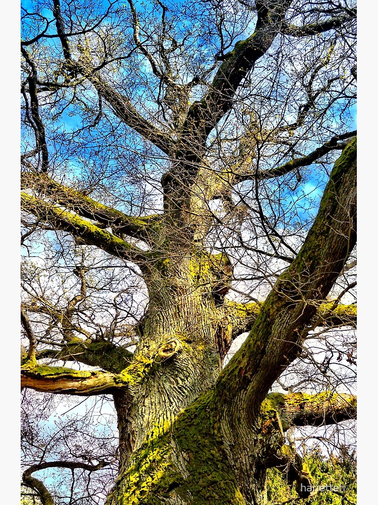 Poster Redbubble by harietteh old | tree\