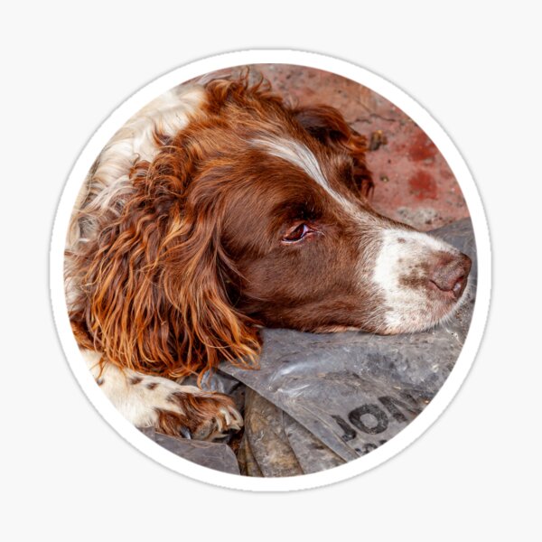 Item preview, Springer Spaniel at rest designed and sold by OwlOccasions.