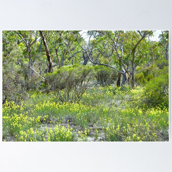 Item preview, Mallee Forest and Wild Flowers designed and sold by Geoffrey Higges.