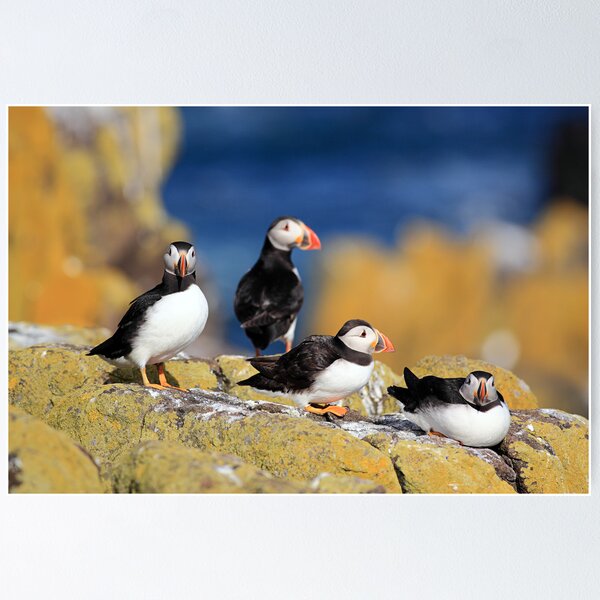 Item preview, Puffins designed and sold by Grant Glendinning.