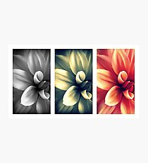 Dahlia - Triptych Photographic Print