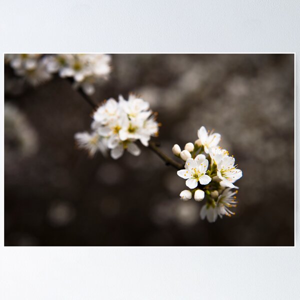 Blackthorn's spring blossom Poster