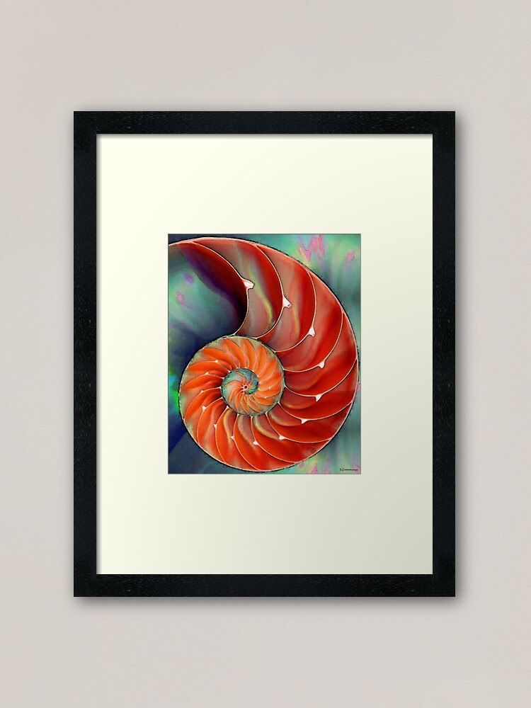 Nautilus Shell Sea Shells Framed Art Print By Sharoncummings Redbubble