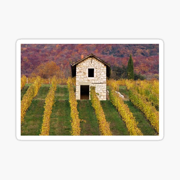 Autumn light in the vineyard Sticker
