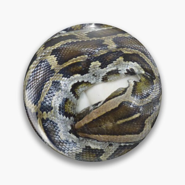 Item preview, Burmese Python guarding her eggs designed and sold by Bluelizzy.
