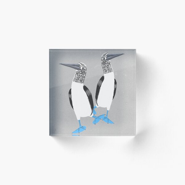 Blue-footed booby Acrylic Block