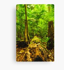 rainforrest 2 Canvas Print