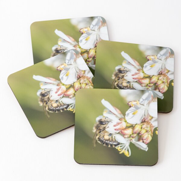 Item preview, Honey Bee taking nectar from Pieris flowers. With bees coming under a lot of pressure I hope this might promote their protection. designed and sold by Cameranick.