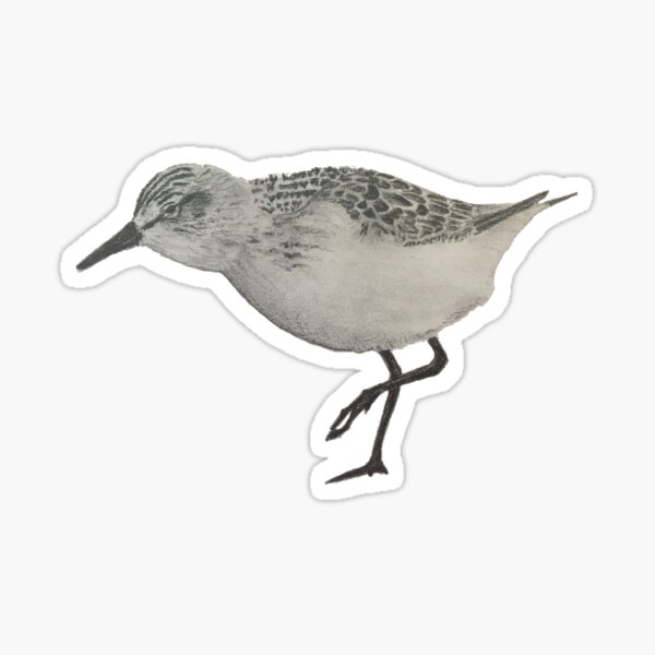 Sanderling - small bird Sticker