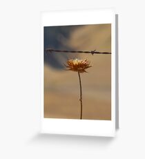 Dry Thistle Greeting Card