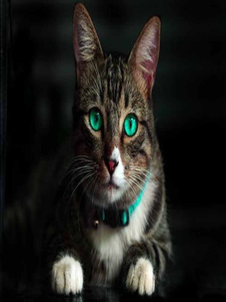 bright green cat eyes