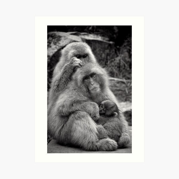 Work, play and stay together. Snow Monkeys Art Print