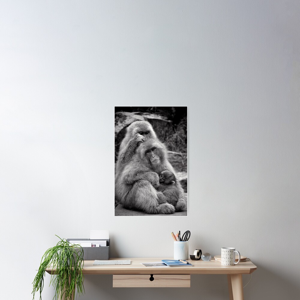 Work, play and stay together. Snow Monkeys Poster