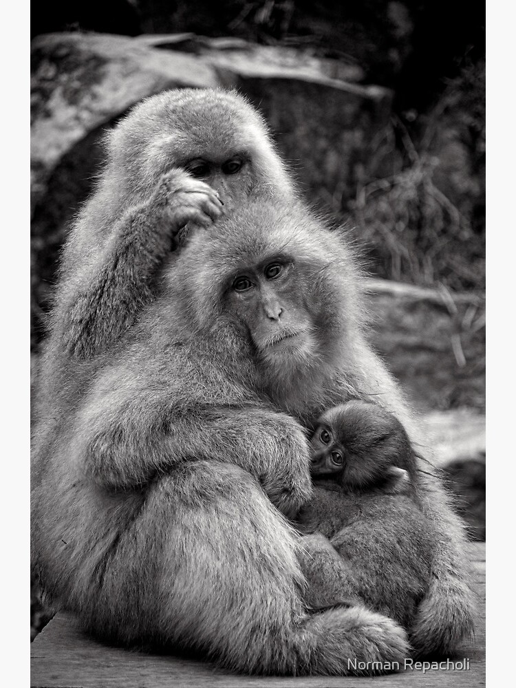 Work, play and stay together. Snow Monkeys by keystone