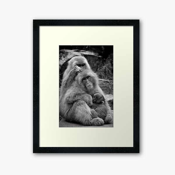 Work, play and stay together. Snow Monkeys Framed Art Print
