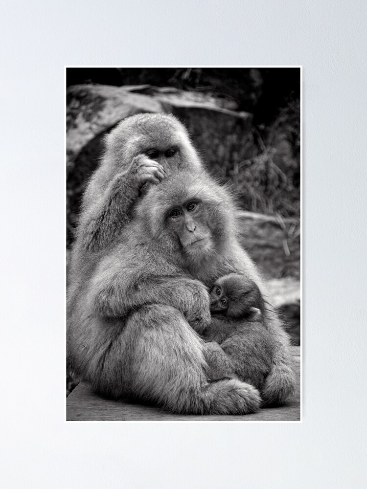 Alternate view of Work, play and stay together. Snow Monkeys Poster