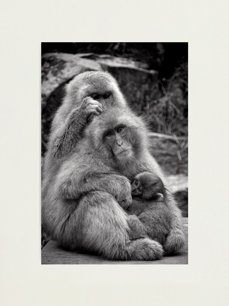Alternate view of Work, play and stay together. Snow Monkeys Photographic Print