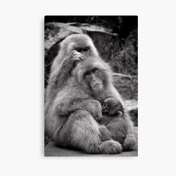 Work, play and stay together. Snow Monkeys Canvas Print