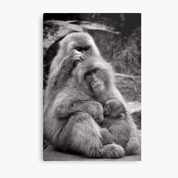 Work, play and stay together. Snow Monkeys Metal Print