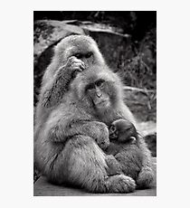 Work, play and stay together. Snow Monkeys Photographic Print