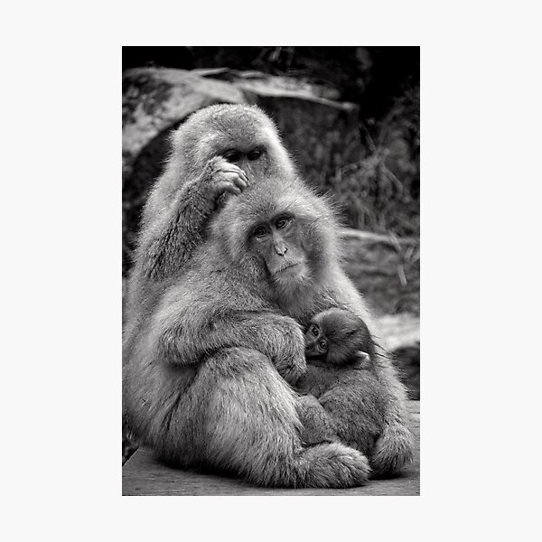 Work, play and stay together. Snow Monkeys Photographic Print