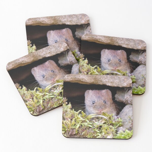 Item preview, Bank vole in a wall designed and sold by Gez Robinson.