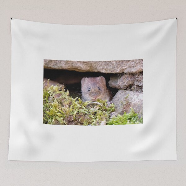 Item preview, Bank vole in a wall designed and sold by Gez Robinson.