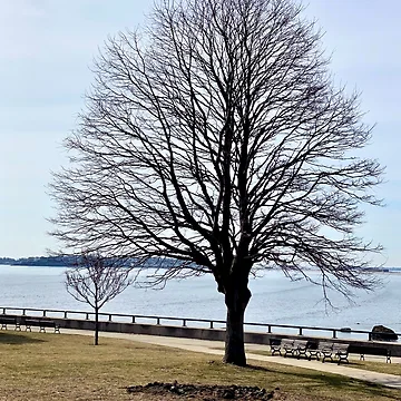 Artwork thumbnail, Bare Tree by Ruth Curtis