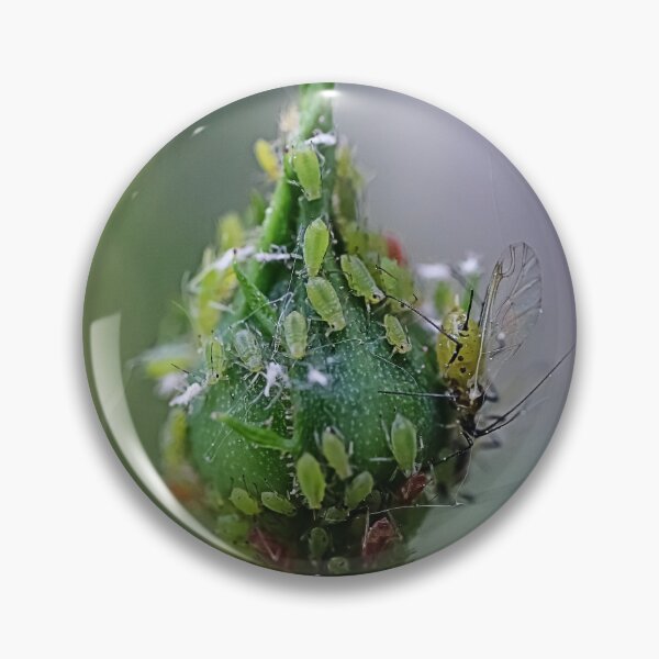 Item preview, Маcro Green Rose Aphid on Rose Bud - Funny Insects Entomology Gift  designed and sold by r-silver.
