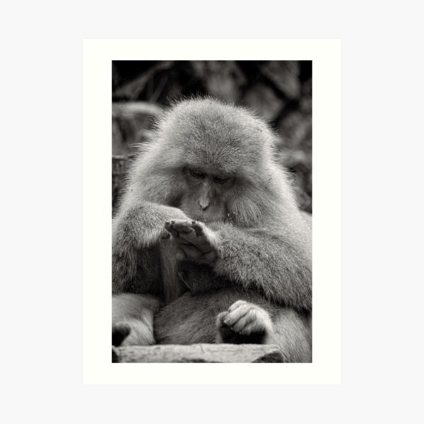 I think I need a manicure. Snow Monkeys Art Print