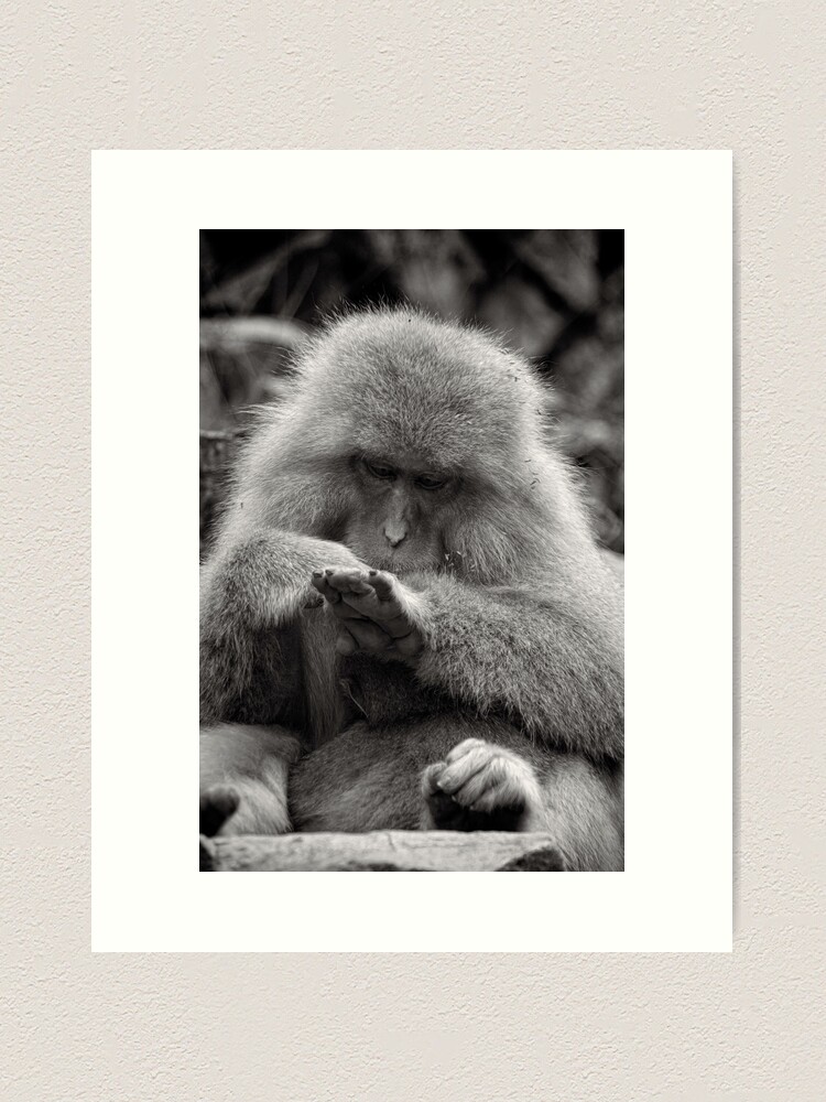 Alternate view of I think I need a manicure. Snow Monkeys Art Print
