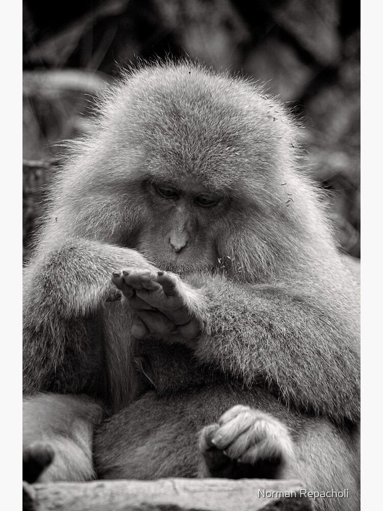 I think I need a manicure. Snow Monkeys by keystone