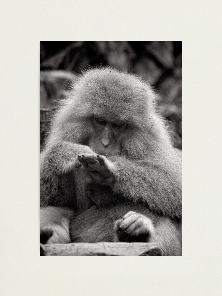 Alternate view of I think I need a manicure. Snow Monkeys Photographic Print
