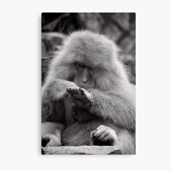 I think I need a manicure. Snow Monkeys Metal Print