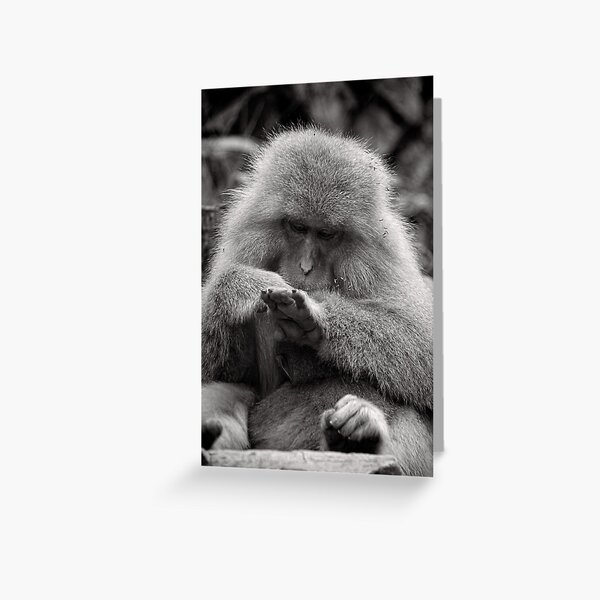 I think I need a manicure. Snow Monkeys Greeting Card