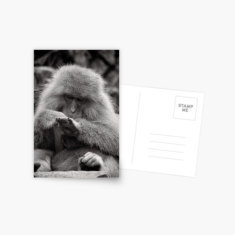 I think I need a manicure. Snow Monkeys Postcard