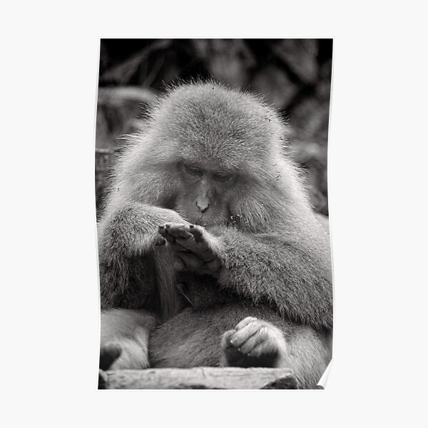 I think I need a manicure. Snow Monkeys Poster