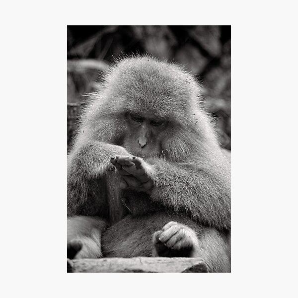 I think I need a manicure. Snow Monkeys Photographic Print