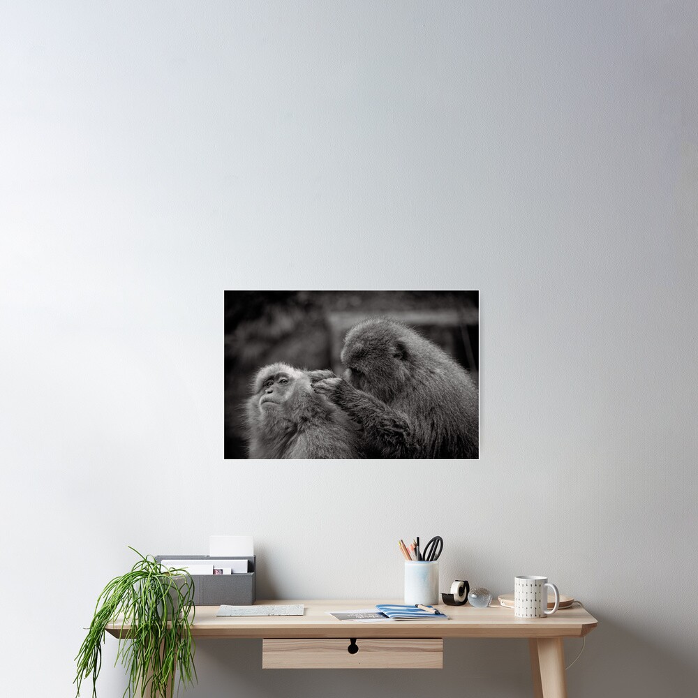 Five more fleas...err, I mean minutes! Snow Monkeys Poster