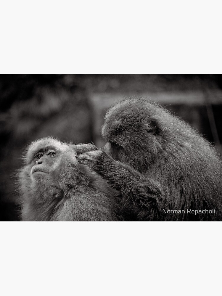 Five more fleas...err, I mean minutes! Snow Monkeys by keystone